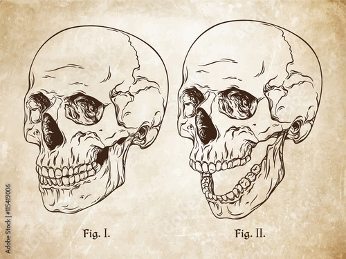 Hand drawn line art anatomically correct human skulls set. Da Vinci sketches style over grunge aged paper background vector illustration