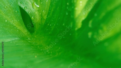 葉に流れる雫・エコイメージ