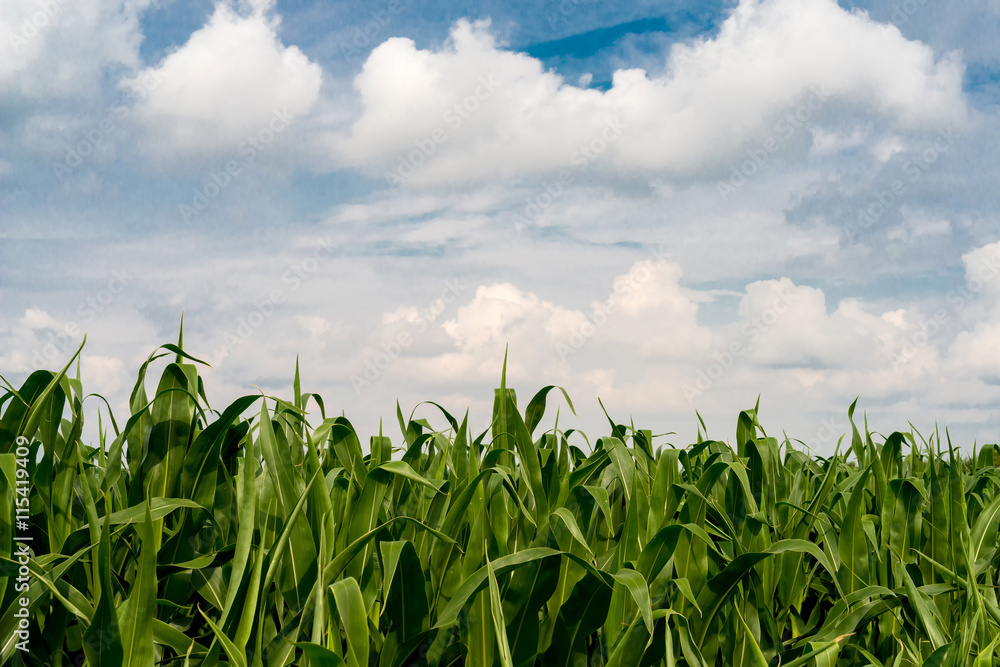 frame of corn plants against the blue summer sky frame of corn plants against the blue summer sky