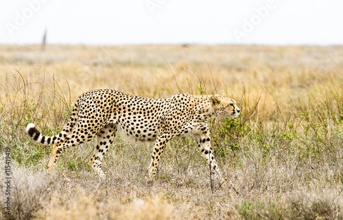 Wild African Cheetah walking © donvanstaden