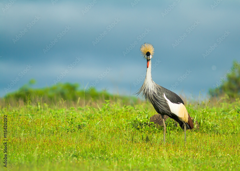 Crowned Crane 