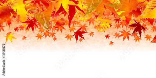 紅葉　秋　葉　背景