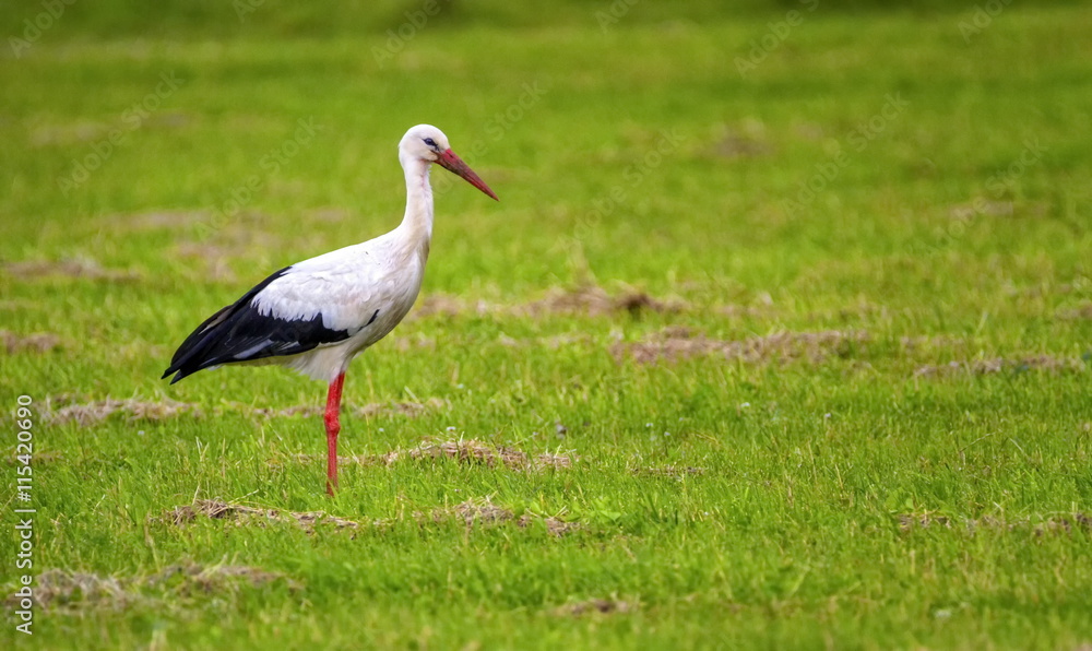 Fototapeta premium European white stork, ciconia
