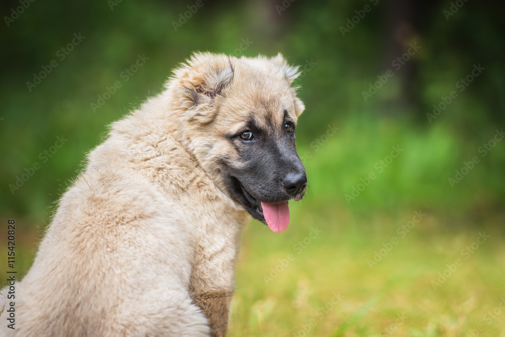 Portrait of central asian shepherd puppy 