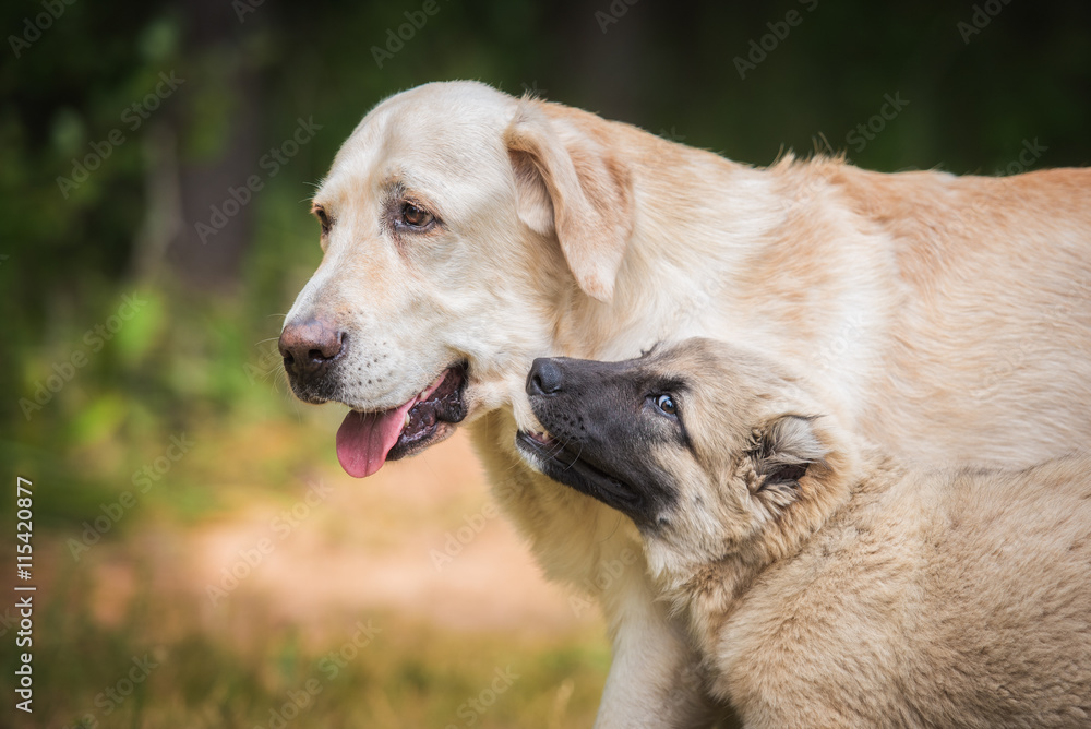 Central asian shepherd puppy playing with adult labrador dog