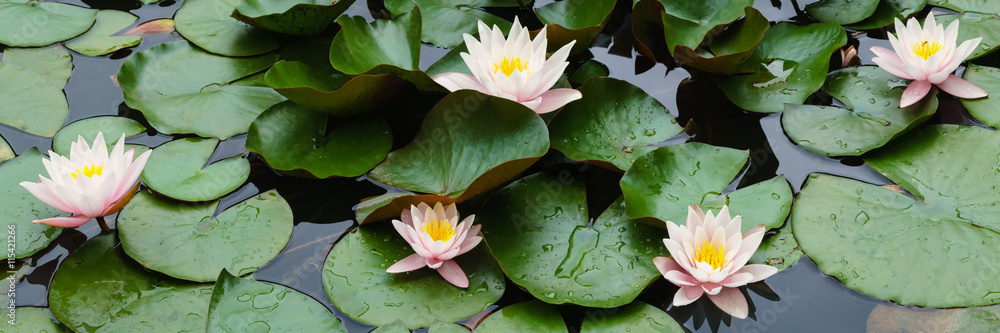 Fototapeta premium piękne kwiaty lilii na wodzie