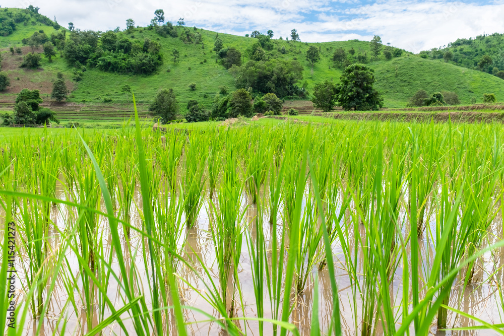 Obraz premium Rice seedlings were grown in the farmland