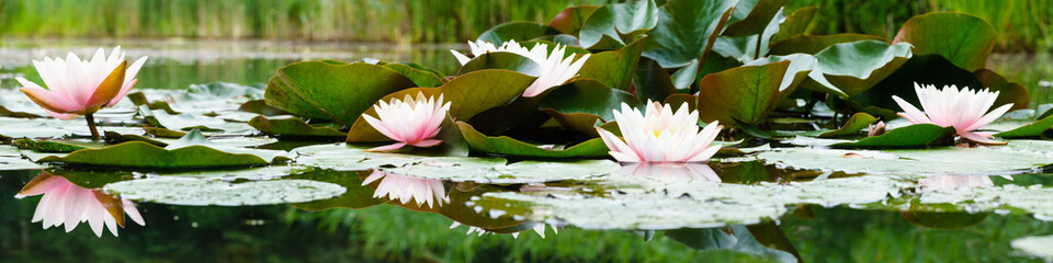 Acrylglasbilder Wasserlilien Lilienblüten auf der Wasseroberfläche  © altocumulus