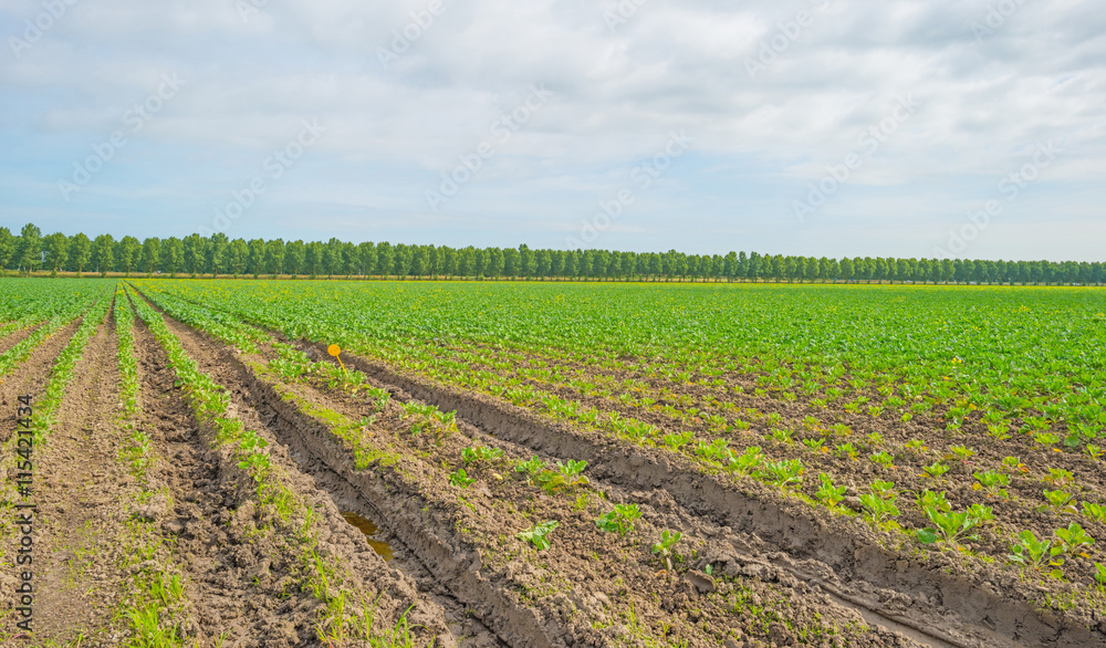 Field with vegetables in summer