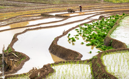 The top north Thailand farmer ploughing a rice paddy.