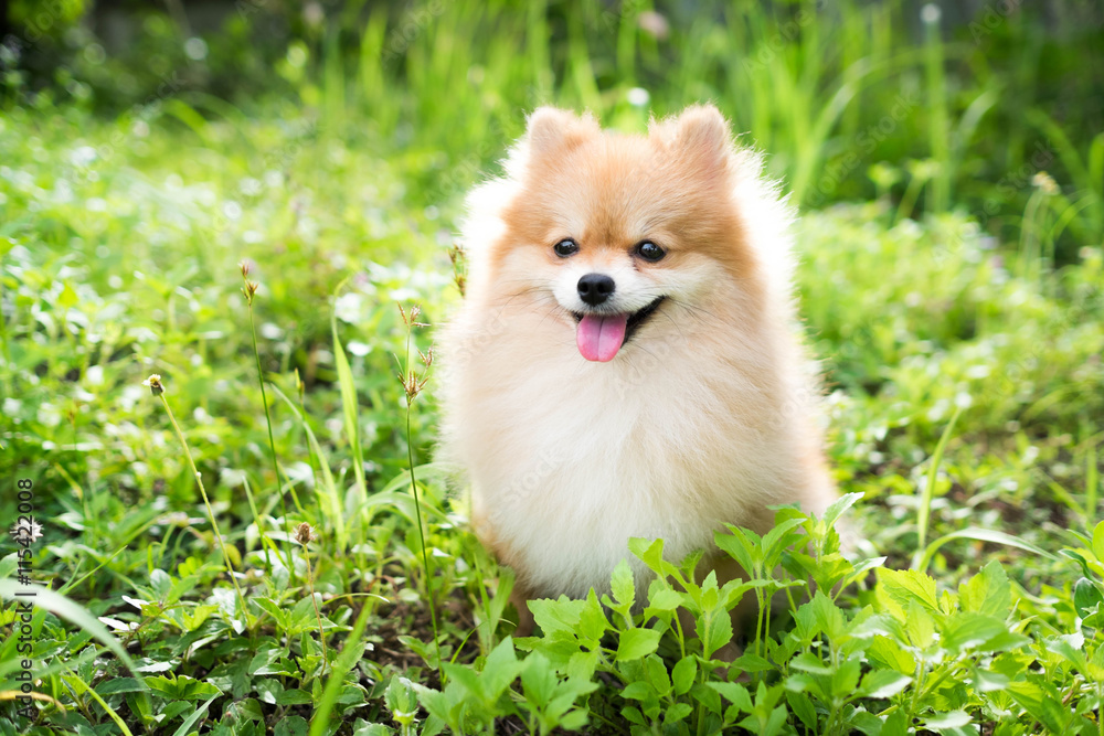 cute fluffy Pomeranian dog sitting in a spring park. cute fluffy Pomeranian dog sitting in a spring park.