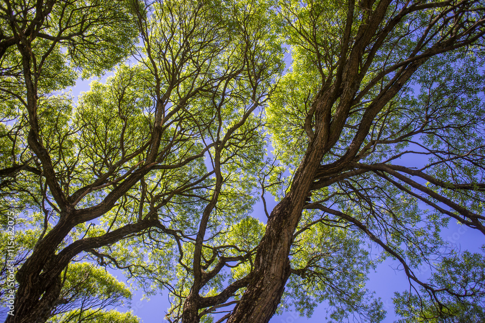 Trees in the summer park.