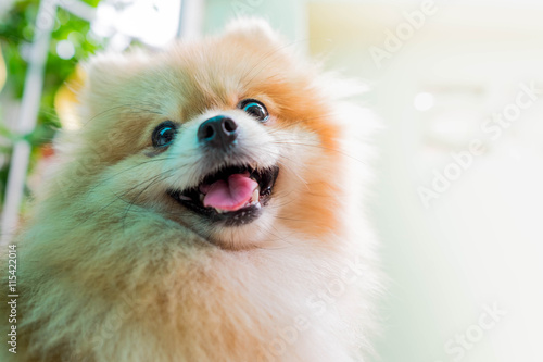 cute fluffy Pomeranian dog sitting in a spring park surrounded b