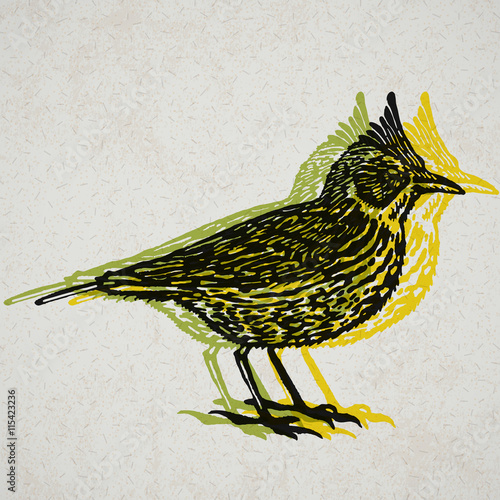 Vector Illustrated lark bird in engraved technic on old paper