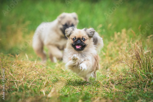 Happy pekingese dog running in the yard photo