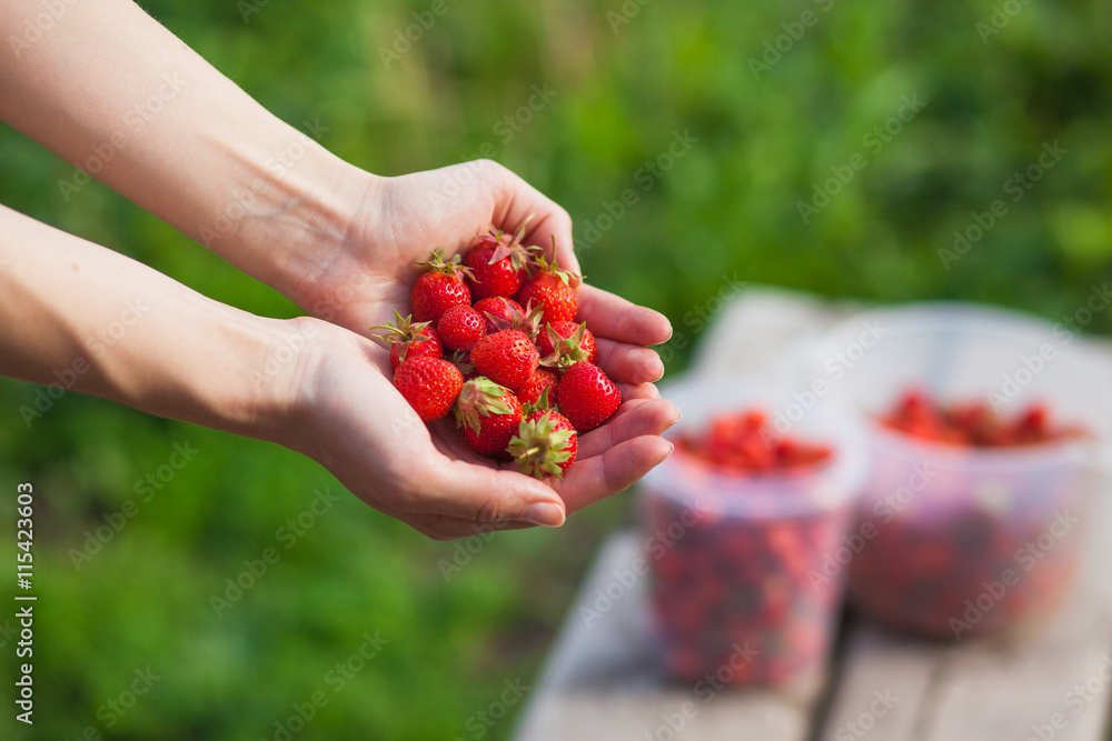 Ripe strawberries in female hands on nature Ripe strawberries in female hands on nature