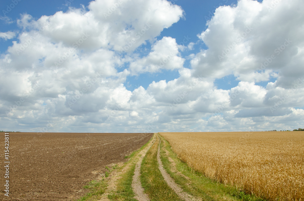Village road in wheat field under cloudy sky. Village road in wheat field under cloudy sky.