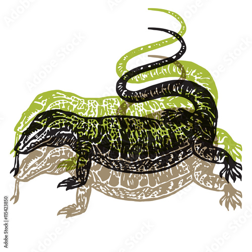 Vector Illustrated desert Varan in engraved technic on white background