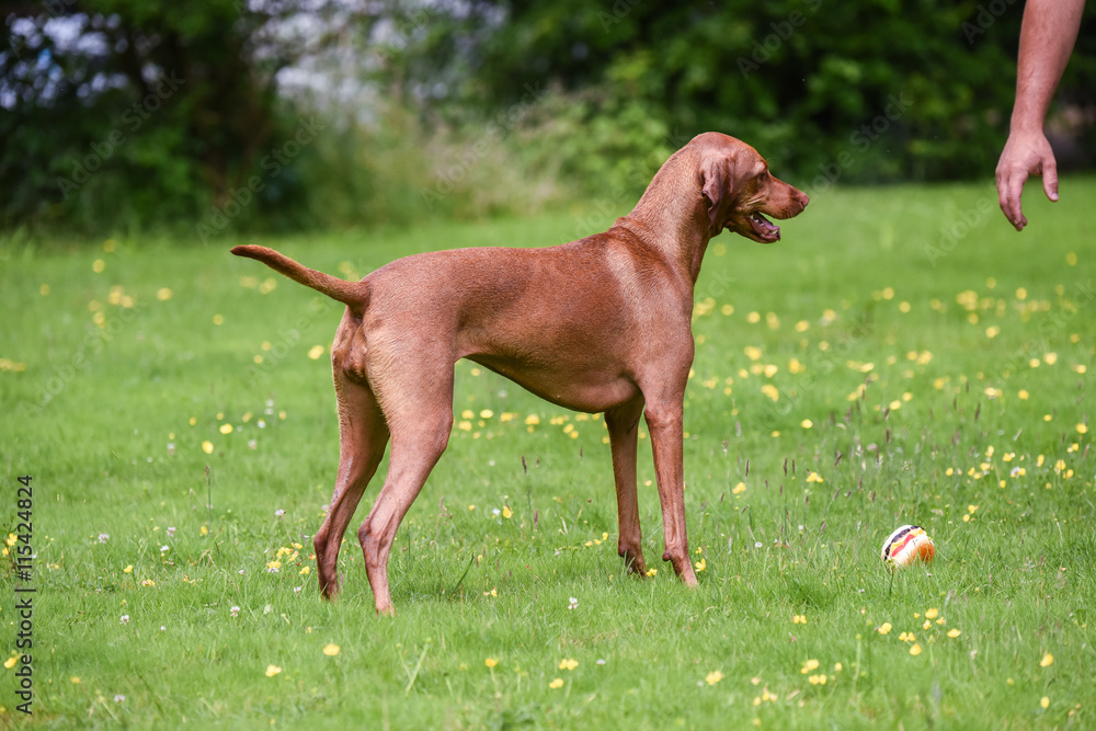 Hungarian Vizsla drops toy hamburger for owner Hungarian Vizsla drops toy hamburger for owner