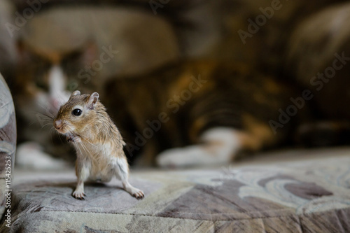 Cat playing with little gerbil mouse. Natural light.