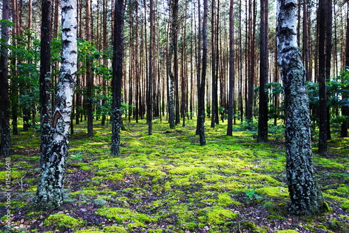 Sielpia  Poland. Beautiful birch and pine forest  summer holiday season. Tranquil landscape. 