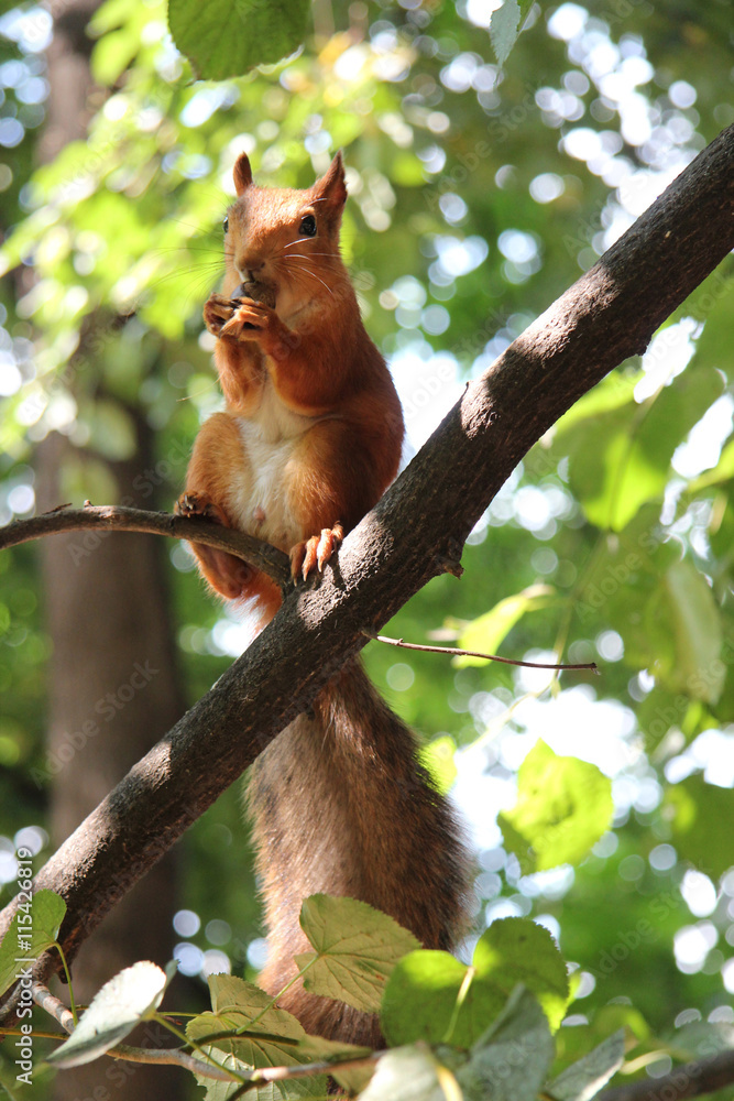 squirrel in a tree in the summer park