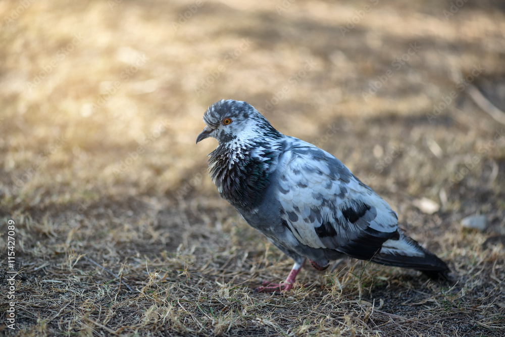 Obraz premium Pigeon on the grass dry, Image filter effect.