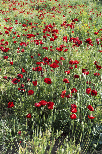 Red poppy flowers in a natural green field