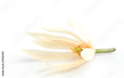 The sweet champaka flower, pungent, alluring fragrance makes them an ideal ingredient for perfumes