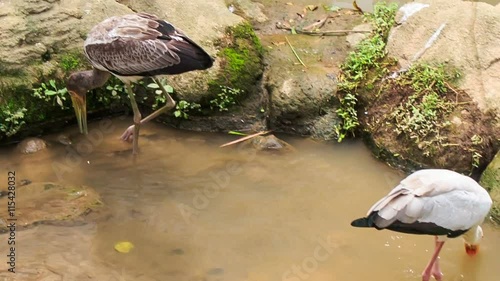 Siberian Crane Sandhill Crane Search Food in Pond