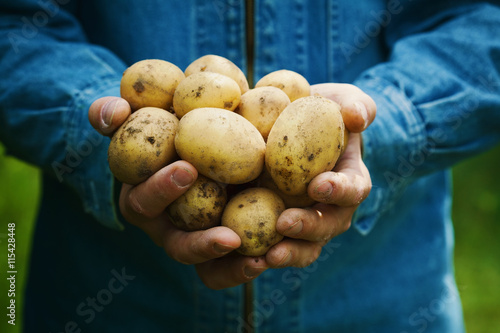 Foto Farmer holding in hands the harvest of potatoes in the garden