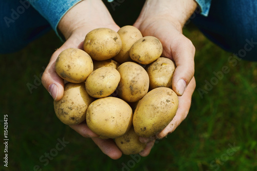 Farmer holding in hands the harvest of potatoes against green grass. Organic vegetables. Farming.