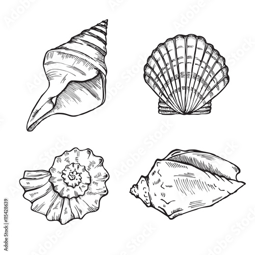 sea shells set