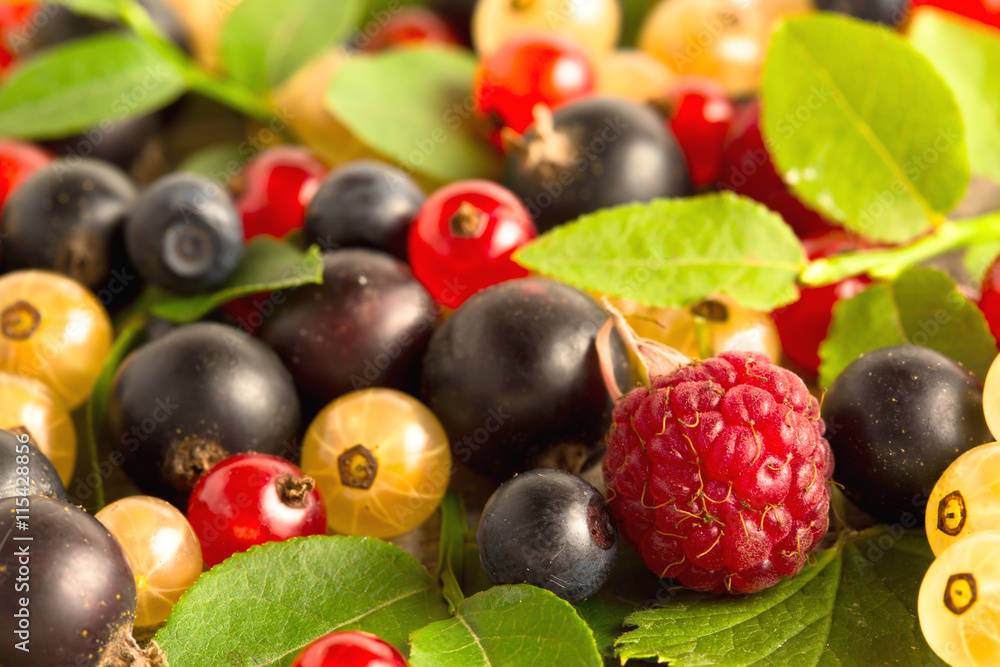 blueberry raspberry currant berries blueberry raspberry currant berries