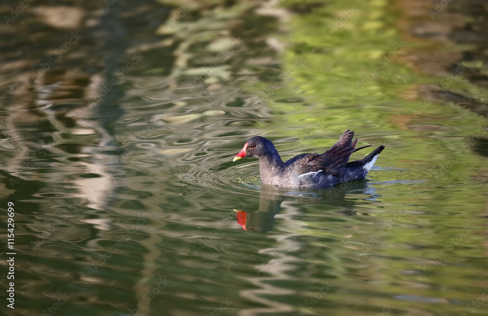 Common Moorhen (Gallinula chloropus) in the Romanian Plain Common Moorhen (Gallinula chloropus) in the Romanian Plain