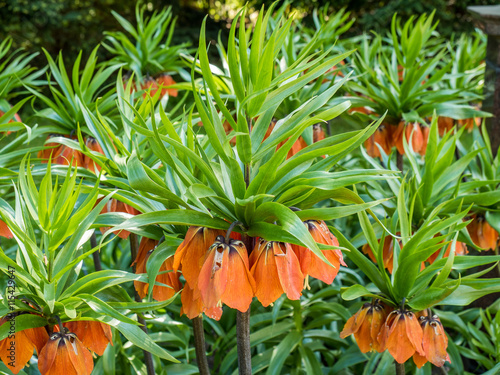 Orange imperial crown (Fritillaria imperialis) flowers
