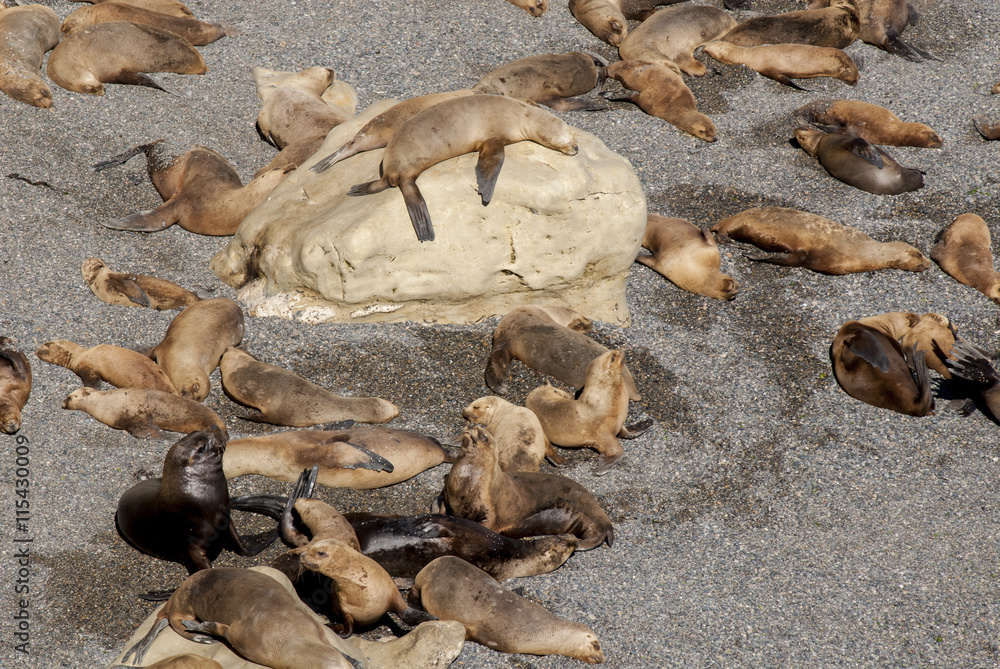 South American Sea Lions Lazy In The Sun - Punta Loma Nature Reserve - Puerto Madryn - Argentina - Otaria Flavescens South American Sea Lions Lazy In The Sun - Punta Loma Nature Reserve - Puerto Madryn - Argentina - Otaria Flavescens
