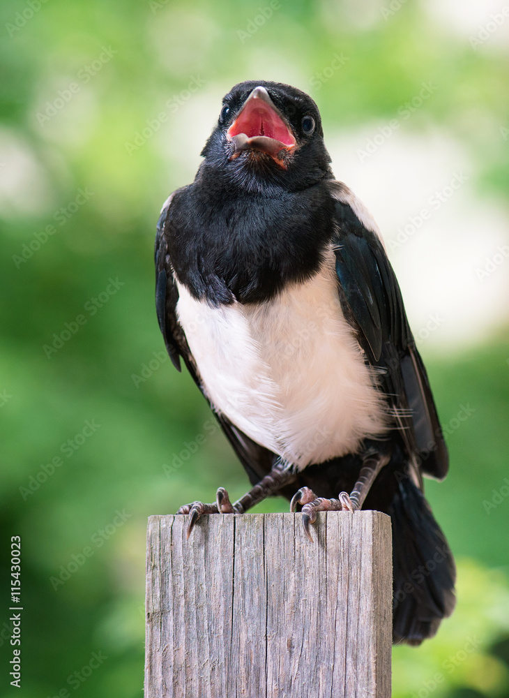 Fototapeta premium The close view of the nestling of magpie on wooden fence. Bird on green background.