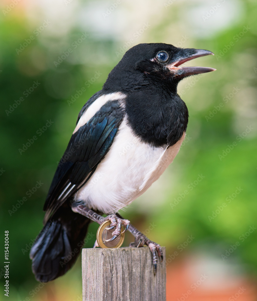 Magpie thief stealing a coin - one euro. Bird with money. Magpie thief stealing a coin - one euro. Bird with money.