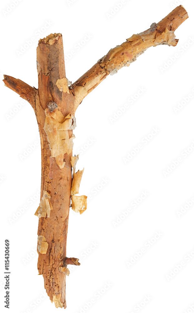 Broken tree branch Broken tree branch