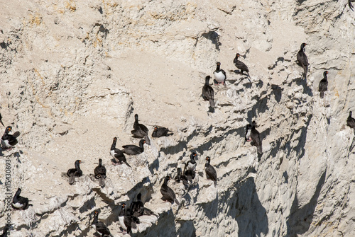 Cormorant Colony On The Rocks- Otaria flavescens - Punta Loma Nature Reserve - Puerto Madryn - Argentina