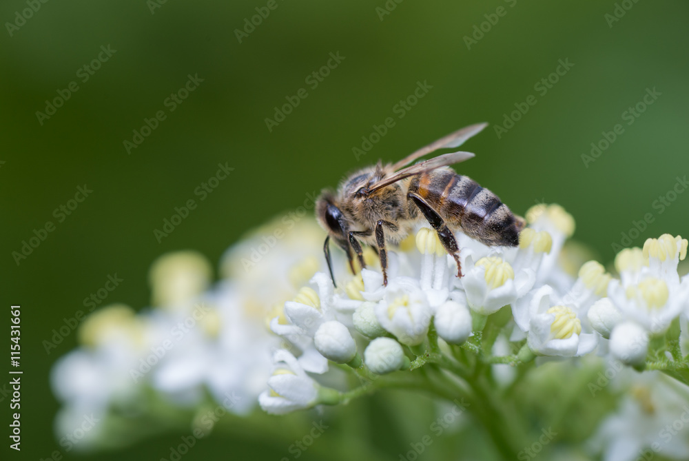 bee, blossom, chamomile, daisy, flower, matricaria, natural, plant, summer bee, blossom, chamomile, daisy, flower, matricaria, natural, plant, summer