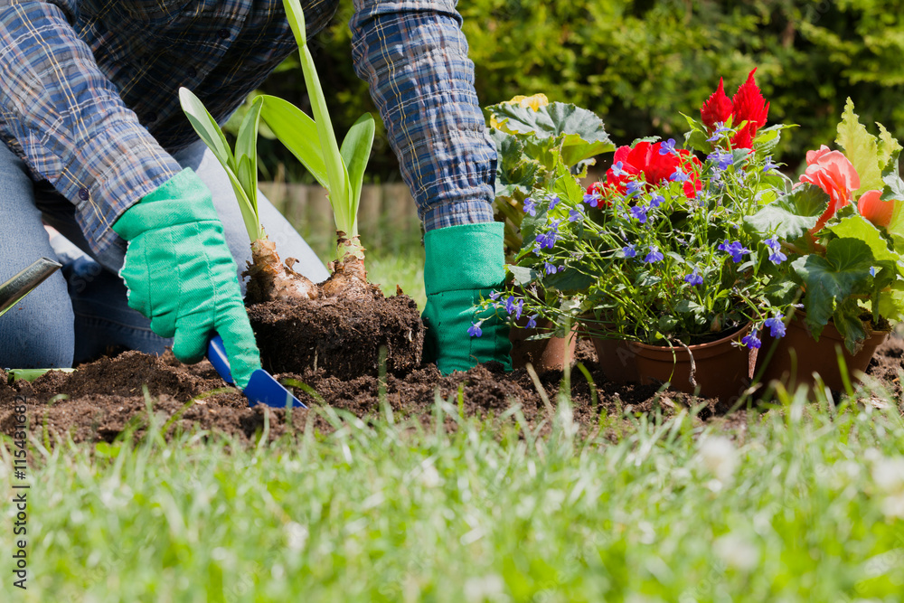 Fototapeta premium Planting flowers in the garden home