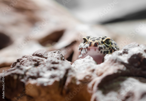 neugieriger Leopardgecko (Fokus auf Schnauze) photo