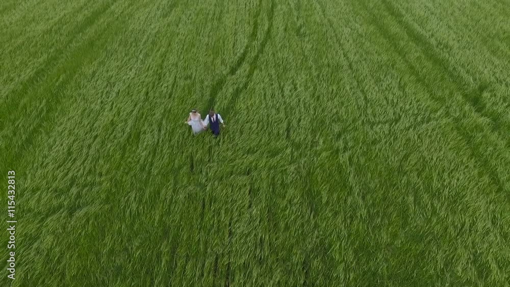 Bride and groom going through the green wheat field aerial view. Bride and groom going through the green wheat field aerial view.