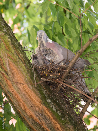 Nestling photo