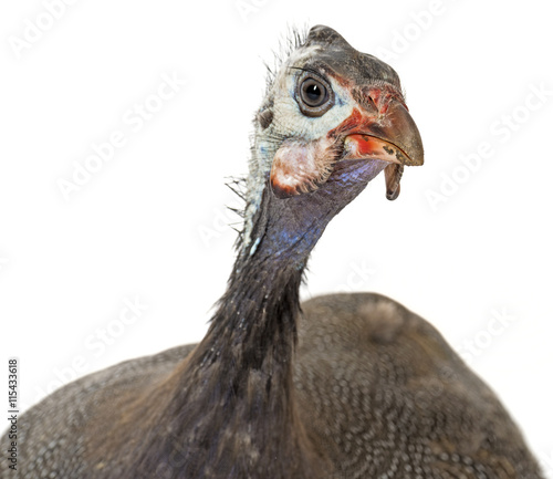 guinea fowl - Numida meleagris f. domestica photo