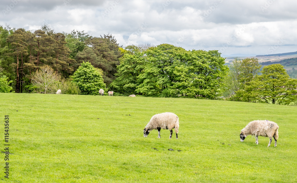 Sheep in countryside Sheep in countryside