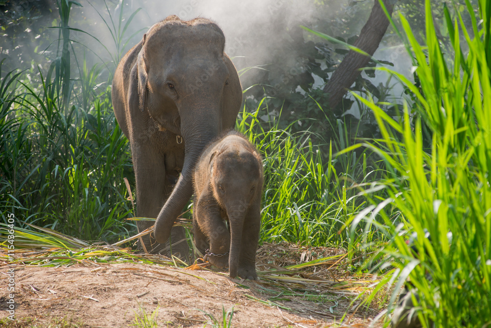 Obraz premium A young elephant right next to an adult one.