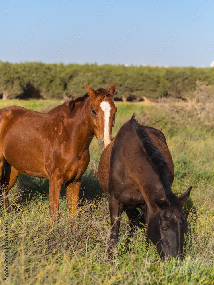 two brown horses grazing two brown horses grazing
